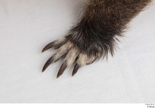 Nutria foot 0005.jpg